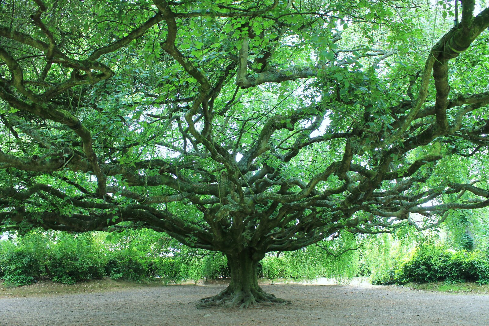 De treurbeuk in de botanische tuin van Bayeux, met takken tot op de grond