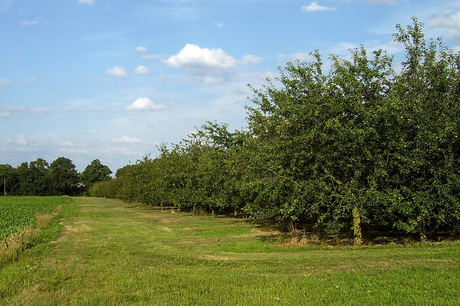 Un verger de pommiers à cidre du pays d’Auge