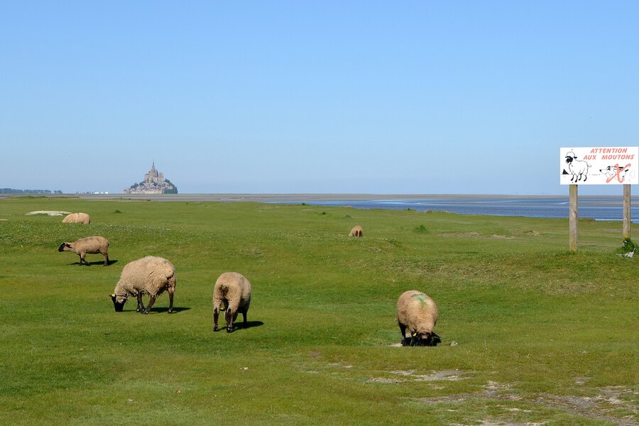Schapen van de zoutweiden grazen voor de Mont-Saint-Michel